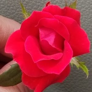 Meet your Posher, Carolyn